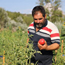 Coğrafi işaretli maniye domatesinin hasadı başladı