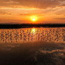 Van Gölü flamingolara ev sahipliği yapıyor