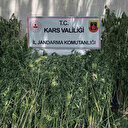 Kars’ta 42 bin 658 kök kenevir ele geçirildi