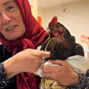 Giresun'da ilginç anlar: Boğazına iğne kaçan tavuğunu hastaneye götürdü