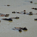 Sıcaklığın 40 dereceye yükseldiği Muş'ta büyükbaş hayvanlar nehirde serinliyor