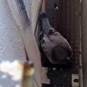 Sivas’ta itfaiye ekipleri klima boşluğunda mahsur kalan güvercin için seferber oldu