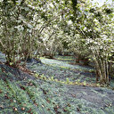 Giresun'da fındık hasadında devrim gibi yöntem: İşçilik maliyetini yüzde 60 azaltacak