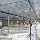 Osmanlı’dan gelen 450 yıllık mucize: Dünyada sadece Kemah'ta var, iki bin ton üretilecek