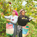 Rekolte düştü alım fiyatı %50 arttı