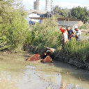 Tokat'ta gölete düşen üç ineği itfaiye ekipleri kurtardı