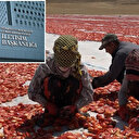 DMM: Mevsimlik tarım işçilerine sağlanan destekler artırıldı