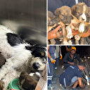 Bursa'da alevlerden kaçıp 7 yavrusuyla maden ocağına sığınan köpek kurtarıldı