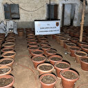 Şanlıurfa’da su bidonunda tabanca, saksılarda kenevir ele geçirildi: 7 gözaltı