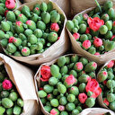 Isparta gül ihracatının yanına karanfili de ekledi