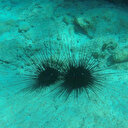 Deniz suyu sıcaklığı arttıkça Ege ve Akdeniz tehlikeli türlerin istilasına uğruyor: Balıklar ve insanlar için zehirli olabilir