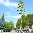 Dikildikten 20 yıl sonra çiçek açtı. 'Sabır çiçeği' ömrünü tamamladı