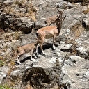 Siirt'te dağ keçileri böyle görüntülendi