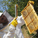 Sivas’ın Zara balında rekor hasat