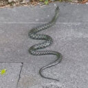 Kars’ta caddede görülen yeşil yılan korkuttu