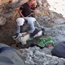 Malatya'da dağda mahsur kalan 4 keçiyi itfaiye ekipleri kurtardı