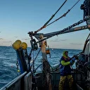 Ege'de balıkçılar sezona bereketli başladı