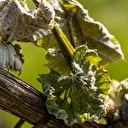 Malatya'da zirai dondan etkilenen çiftçilere destek ödemesi yapılacak