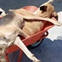 CHP'li Alaşehir Belediyesi köpekleri öldürüp çöp arabasına attı