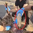 Ölü koyunun karnında uyuşturucu sevkiyatı polise takıldı: Bir gözaltı