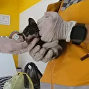 Bakan Tunç'un konvoyunda kedi seferberliği: 112 ekipleri devreye girdi