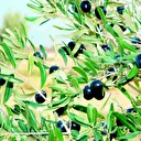 Derglik: 2024’ün ‘hikâye’si