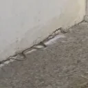 Ankara’da bina bahçesinde yılan paniği