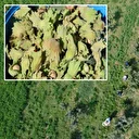 Karadeniz değil Adana: Torosların eteğinde fındık hasadı