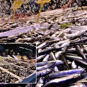 Denizden ekonomiye: 8 ayda 9,9 milyon dolarlık 'hamsi' geliri