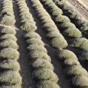 Yağmur suyuyla yetişiyor. Eskiden ithal edilen yağ artık ihraç ediliyor