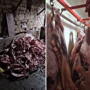 Bir ilimiz bu görüntüleri konuşuyor: Ahırdaki soğuk hava deposunda bulundu! Vatandaşa yedireceklerdi