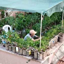 18 metrekarelik terasını 200 fideyle bahçeye çevirdi: 8 saatini burada harcıyor