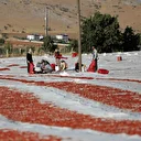 Elazığ'dan ihraç edilen kurutulmuş domates dünya sofralarına lezzet katıyor: Üretim her geçen yıl artış gösteriyor