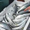 Ege'de sezonu olmayan balıklar bile tutuldu: Rekoltede rekor bekleniyor