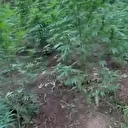 Samsun'da fındık bahçesine kenevir eken baba oğul tutuklandı