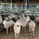 Malatya'da şap nedeniyle kapatılan hayvan pazarı açıldı