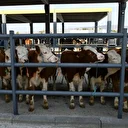 Bakan Yumaklı'dan 'şap' açıklaması: Hayvan pazarlarının aktif hale getirildiği il sayısı 38'e ulaştı