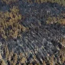 Karabük’teki orman yangınında geriye acı manzara kaldı