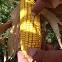 Son 65 yılın ek kurak yılının yaşandığı Amik Ovası’nda mısır hasadında rekolte kaybı yaşandı
