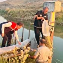 Bitlis’te Aygır ve Nazik göllerine 3 milyon 895 bin sazan balığı yavrusu bırakıldı
