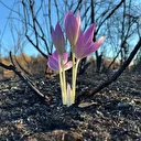 Orman yangınında yanan alanda çıkan 'güz çiğdemi' umut oldu