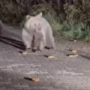 Bursa'da ayı ailesini arabadan besledi