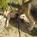 Sahipsiz köpek kazada yaralanan yavrusunun başından ayrılmadı