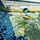 İzmir Körfezi'nde balık bile yaşamıyor