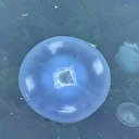 Marmara’da ’bitti’ denilen müsilaj kabusu tekrar hortladı