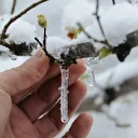 Zirai don desteği ne kadar yatacak, kimler yararlanacak? Zirai don ödemeleri hangi ürünleri kapsıyor?