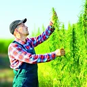 Kenevir üretimi 21 şehre yayılacak