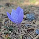 Sonbaharın müjdecisi ‘vargit’ler açtı yaylalar renklendi