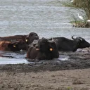 Kızılırmak Deltası Kuş Cenneti önemli bir manda varlığını barındırıyor