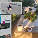 Sokak köpeklerinin kurbanı olan Mahra'nın mezarına büyük saygısızlık: Mama bıraktılar